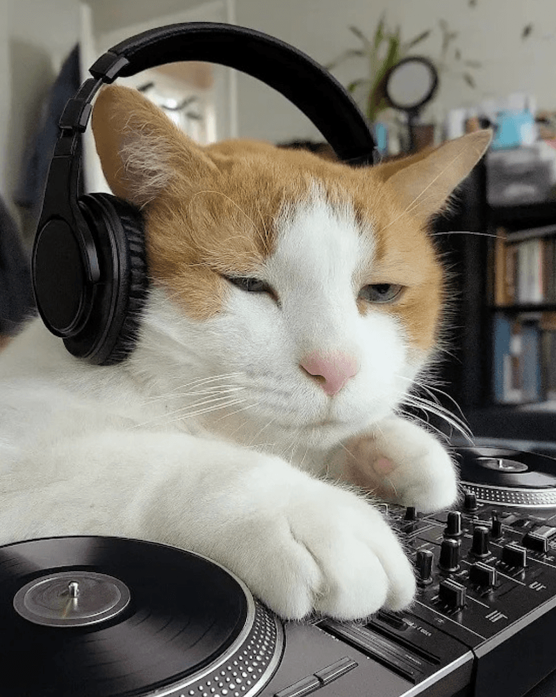 cat wearing headphones at a dj turntable